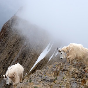 Fairy Lake to Sacagawea Peak