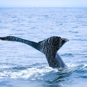 Santa Cruz Whale Watching