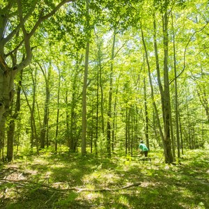 Ludington School Forest Trails