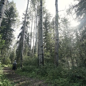 Fort Nelson's Demonstration Forest