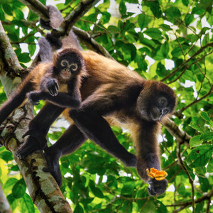 Barro Colorado Island