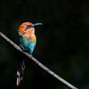 Birding at Pipeline Road