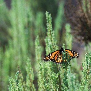 Monarch Butterfly Grove + Meadow Creek Trail