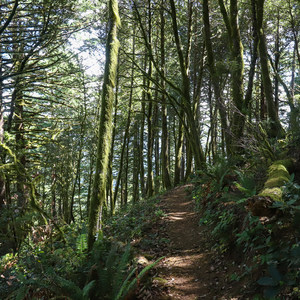 Humbug Mountain Trail