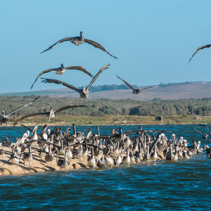 Rancho Guadalupe Dunes Preserve