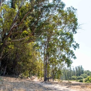 Orcutt Hills Trail