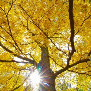 Potato Creek State Park