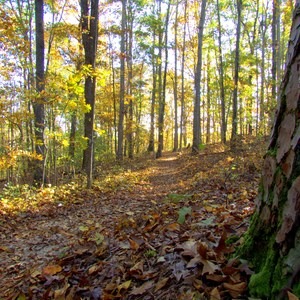 Old Atlanta Park Nature Trail