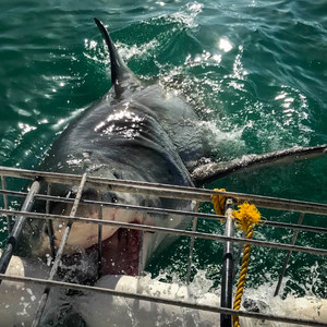 Great White Shark Diving in Gansbaai, South Africa