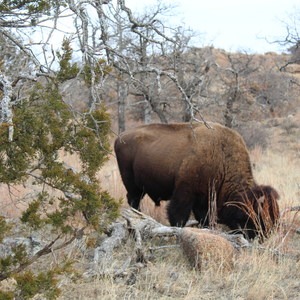 Wichita Mountains Wildlife Preserve