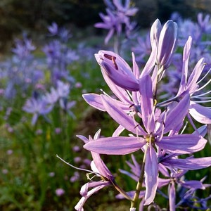 Camas Lily Fields