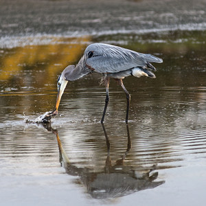 Atascadero Creek Wetlands