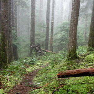 Horseshoe Ridge via Siouxon Trail