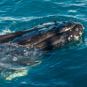 Hervey Bay Whale Watching