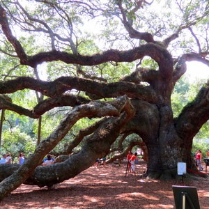 Angel Oak Park
