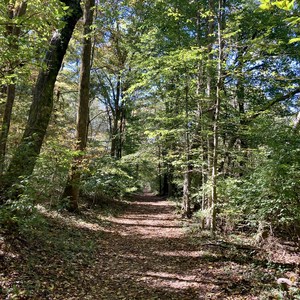 Warner Red, White + Blue Loop (Freedom Loop)