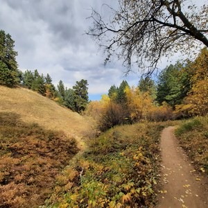 Apex + Enchanted Forest Loop