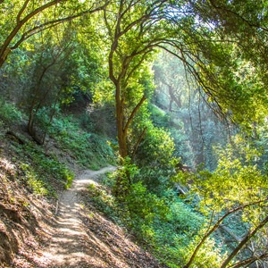 Joaquin Miller Park Loop