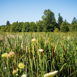 Talking Water Gardens