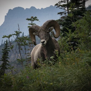 Grinnel Glacier Hike
