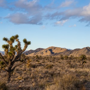 Chief Mountain West Campground