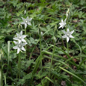 Shenks Ferry Wildflower Preserve Trail