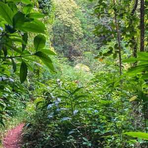 Makiki Valley Loop from Hawaii Nature Center