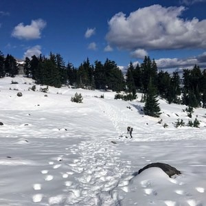Pacific Crest Trail: Oregon Section G — Highway 35 to Cascade Locks