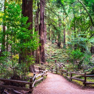 Dipsea Trail and Ben Johnson Loop