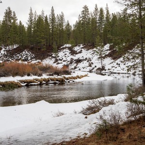 Big Tree Loop via Cougar Woods Trail