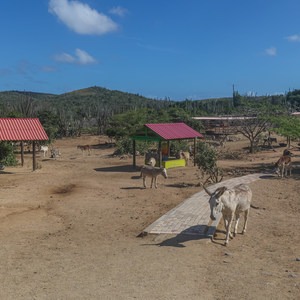 Donkey Sanctuary Aruba