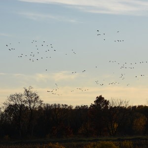 Sandhill Crane Viewing Area