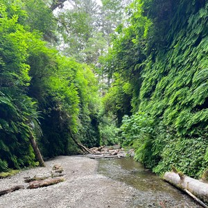 Fern Canyon Loop