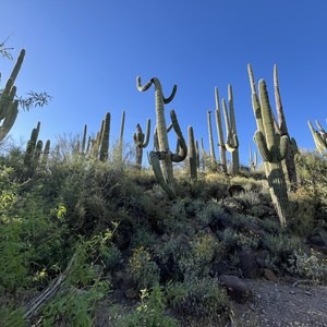 Spur Cross - Dragonfly Loop