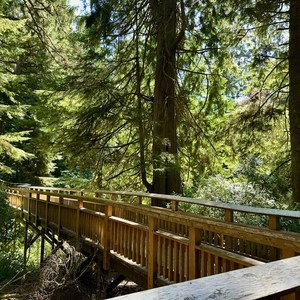 Old Growth Cedar Trail