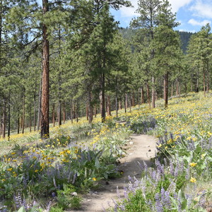 Larry Creek Trail