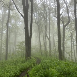 Appalachian Trail: Neel Gap to Bly Gap