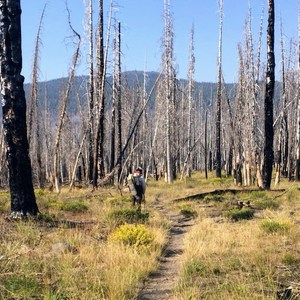 Hat Creek Trailhead Loop via Nobles Emigrant Trail and PCT