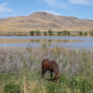 Little Washoe Lake Trail