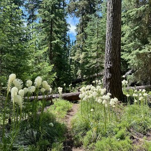 Gold Lake Trail