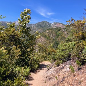 Pine Ridge Trail (Out and Back)