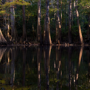Congaree National Park
