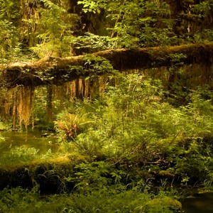Hoh Rain Forest's Hall of Moss Trail
