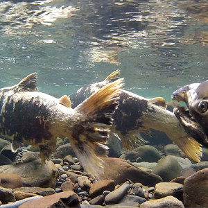 Salmon River, West Canyon Trail