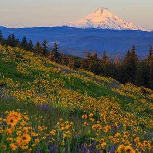 Tom McCall Point Hike
