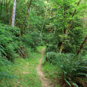 Loony's Lakeview Trail