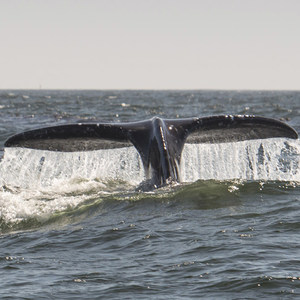 Best Whale Watching on the West Coast