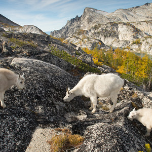 Enchantment Lakes Hike via Snow Lakes