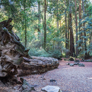 Sempervirens Campground