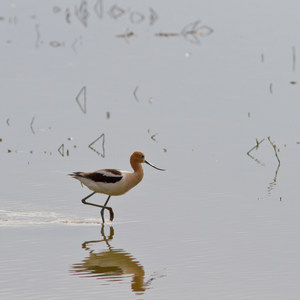 Who's Watching Oregon's Wildlife